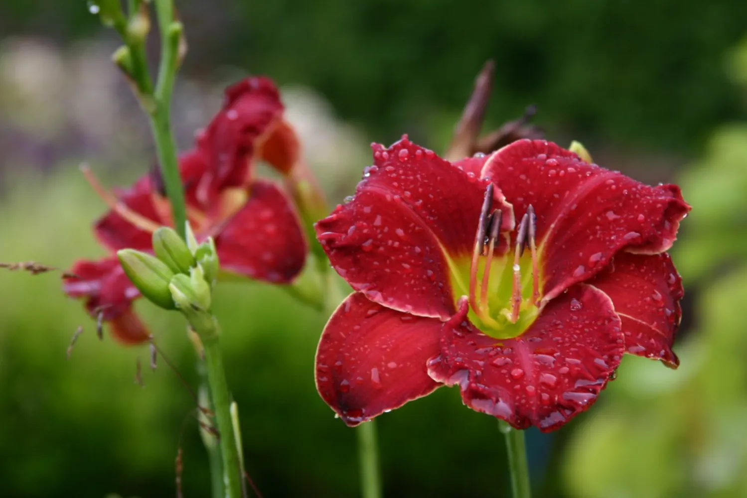 De eetbare tuin